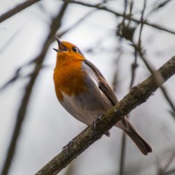 Uccellino che canta nel bosco